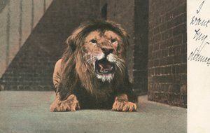 Lion in zoo, growling by English School
